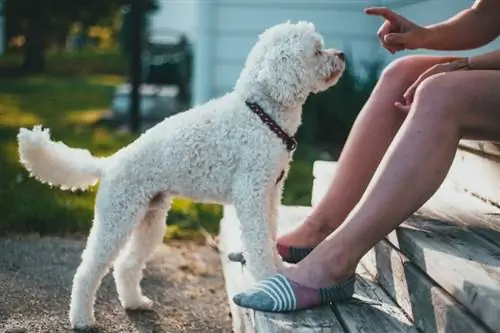 Poodle putih mendapat latihan