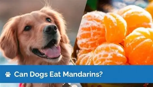 Köpekler Mandalina Yiyebilir mi? Ne bilmek istiyorsun