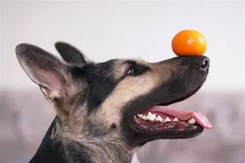 Pastor do Leste Europeu segurando uma tangerina laranja_Eudyptula_shutterstock