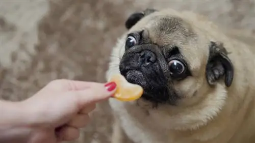 Perro pug comiendo mandarina