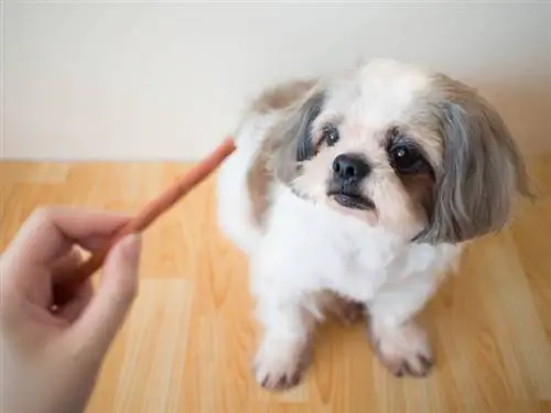 куче shih tzu, седнало на дървен под и чакащо лакомство