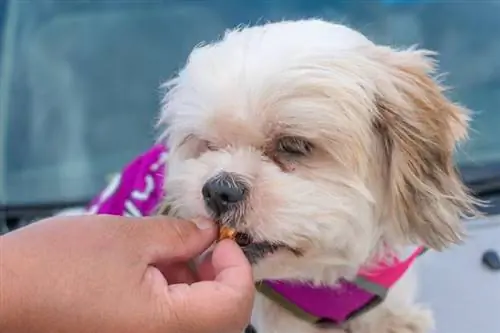 propriétaire donnant une friandise au chien shih tzu