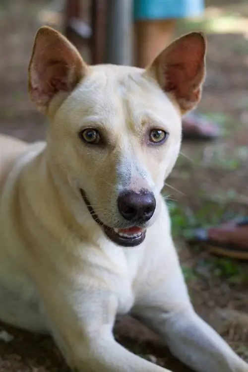 fehér Formosan Mountain Dog