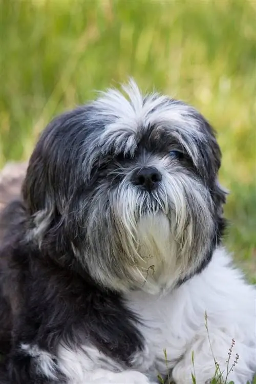 crno-bijela lhasa apso