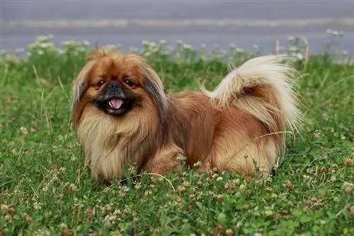 Un câine pechinez zâmbind