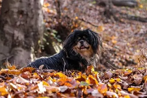 Tibetansk spaniel hunderase