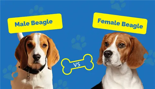 Beagle männlich vs. weiblich: Was ist der Unterschied? (Mit Bildern)