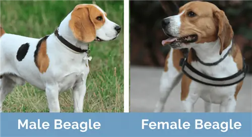 Αρσενικό vs Θηλυκό Beagle