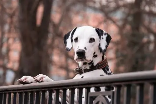 Isang Dalmatian