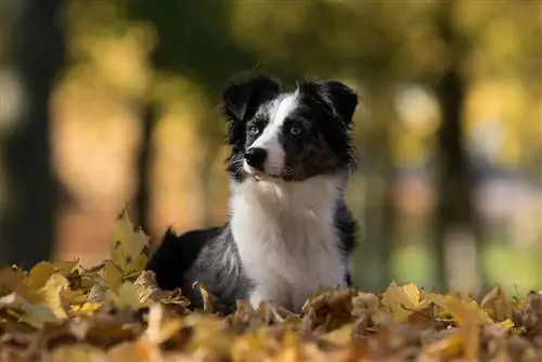 10 Makanan Anjing Terbaik untuk Mini Aussies – Ulasan 2023 & Pilihan Teratas