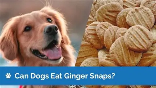 ¿Pueden los perros comer galletas de jengibre? ¿Los Ginger Snaps son seguros para los perros?