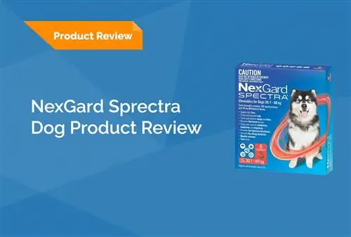 Nexgard Spectra Review 2023: Жакшы жактары, кемчиликтери, & өкүмү