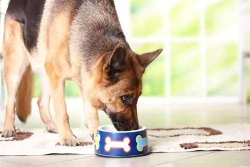 Duitse herder aan het eten