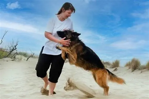 duitse herder springt op een vrouw