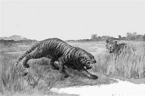 Sabre toothed cat hoplophoneus occidentalis