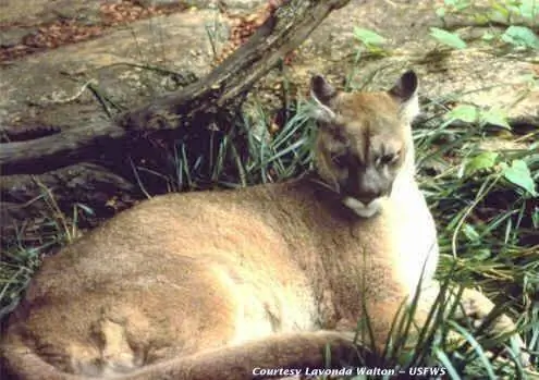 Oostelike Cougar uitgestorwe spesies