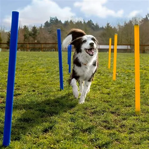 Dog Agility Equipment-Juichende Pet-Amazon