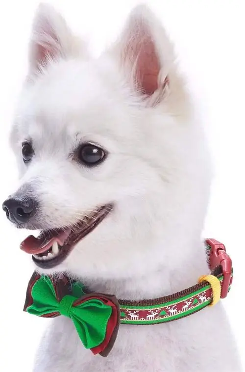 Christmas Festival Dog жака-Blueberry Pet-Amazon