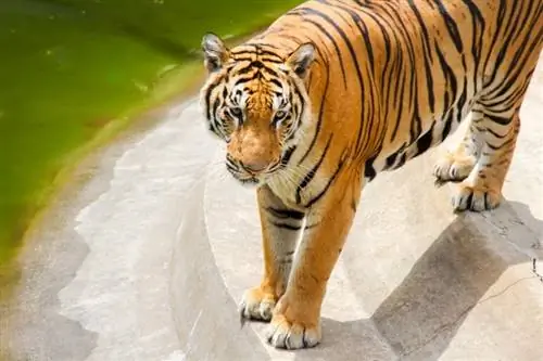 Larawan ng South China Tiger