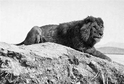 Barbary lion sa lumang itim at puting larawan