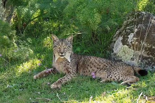 Ibērijas lūša (Lynx pardinus) mātīte, La Lanča, Parque natural de la Sierra de Andújar, Andalūzija, Spānija - Flickr - Frank. Vassen