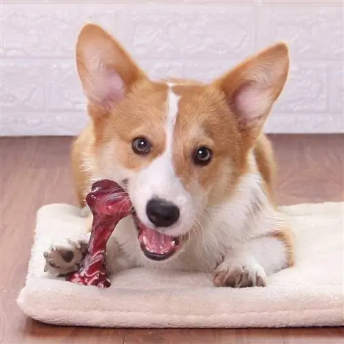 Dog Chew Toy-EETOYS-Amazon