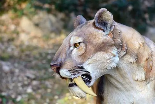 12 Baka Kucing Pupus Yang Anda Mungkin Tidak Tahu Pernah Wujud (Dengan Gambar)