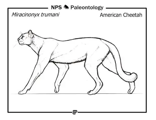 Amerikaanse Cheetah uitgestorwe kat illustrasie