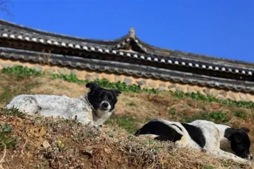 wylegujące się koreańskie psy