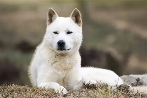 Cane jindo coreano