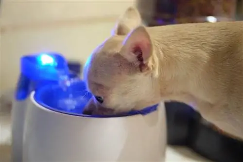 chihuahua che beve nella fontana di acqua