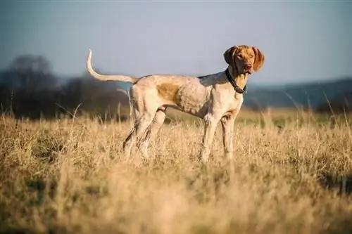 šteniatko európskeho záprahového psa skvelé na mushing_orocyk radek_shutterstock