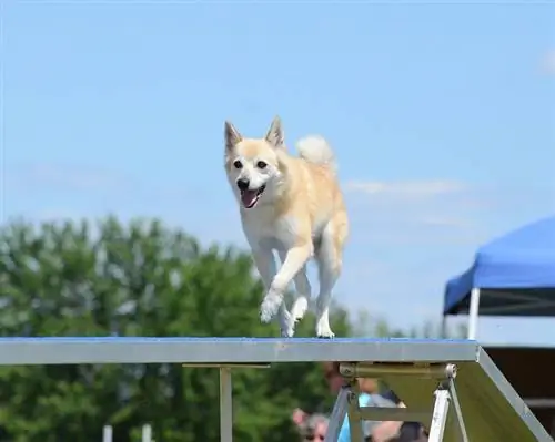 Buhund noruec corrent en un passeig de gossos_mark herreid_shutterstock