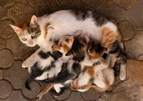 seekor kucing jalanan menyusukan anak kucingnya yang baru lahir