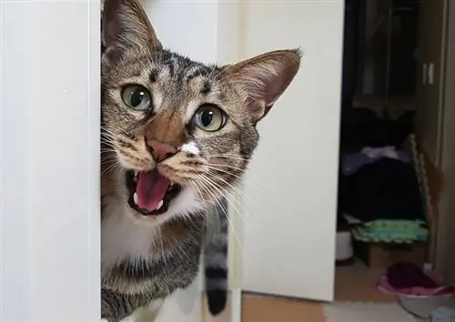 tabby paka meowing