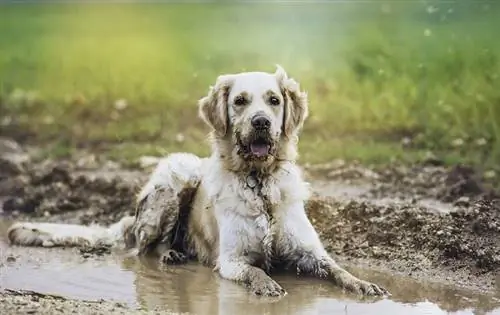 golden retriever en barro