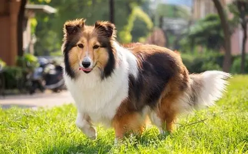 Gos pastor de les Shetland, collie, somriu amb boca gran_atiger_shutterstock