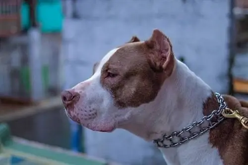 Lub ntsej muag muaj zog pitbull