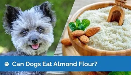 ¿Pueden los perros comer harina de almendras? ¡Lo que necesitas saber