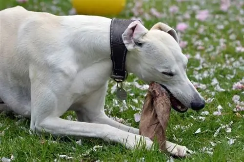 Whippet-masticar-bully-stick_Marcus-Gier_shutterstock