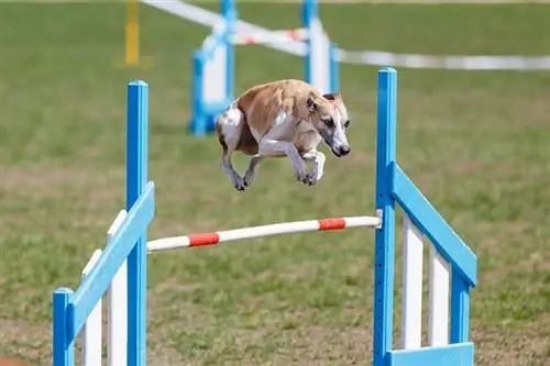 Whippet sprong