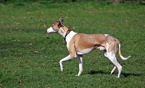 whippet