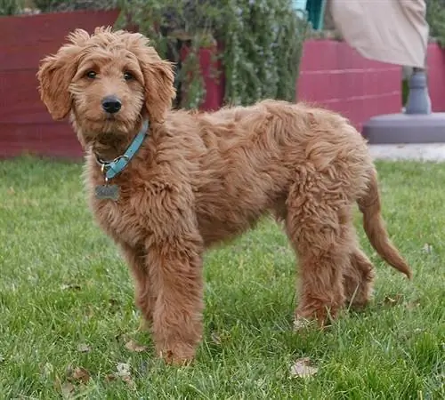 Seekor anjing Goldendoodle berdiri di atas rumput