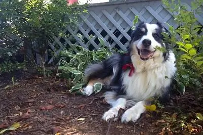 10 beste bioafbreekbare honde-poepsakke van 2023 – Resensies & Gids