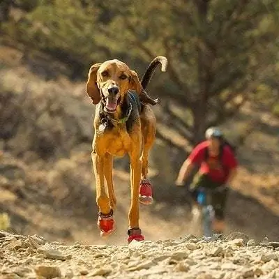 8 meilleures bottes pour chien pour la randonnée en 2023 – Avis &