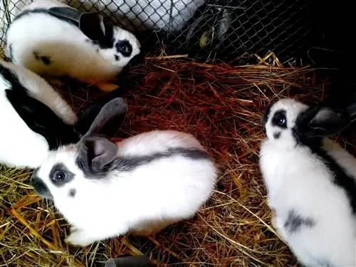 Himalayan na kuneho