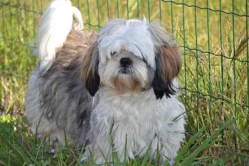 Långt hår Shih Tzu