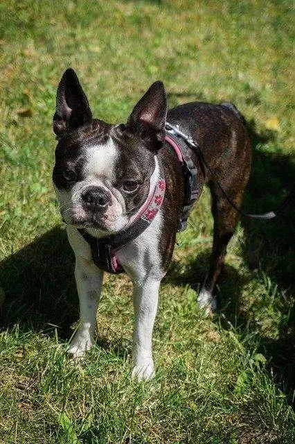 boston terrier