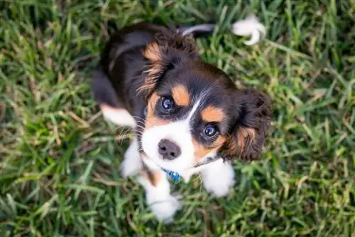 kavalier king charles spaniel