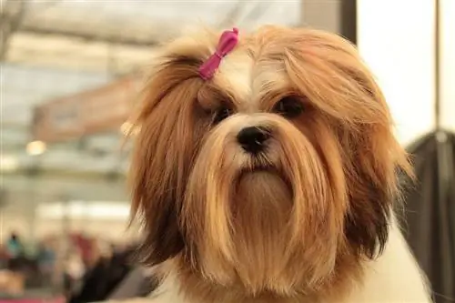 Långt hår Lhasa Apso